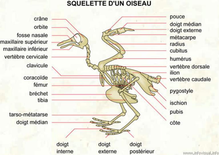 De La Plume Au Vol, Comment L'oiseau Fait Il Pour Voler