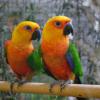 Conure Jandaya, Aratinga jandaya, exposition oiseaux exotique 2017, coo oberhoffen haguenau grand est alsace
