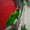 Inséparable d'Abyssinie, agapornis taranta, exposition oiseaux exotique 2017, coo oberhoffen haguenau grand est alsace