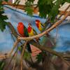 Perruche royale, Alisterus scapularis, exposition oiseaux exotique 2017, coo oberhoffen haguenau grand est alsace