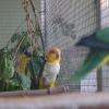 Perroquet caïque à ventre blanc, Pionites leucogaster, exposition oiseaux exotique 2017, coo oberhoffen haguenau grand est alsace