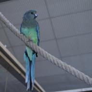 perruche multicolore, Psephotus varius, exposition oiseaux exotique 2008, coo oberhoffen haguenau grand est alsace