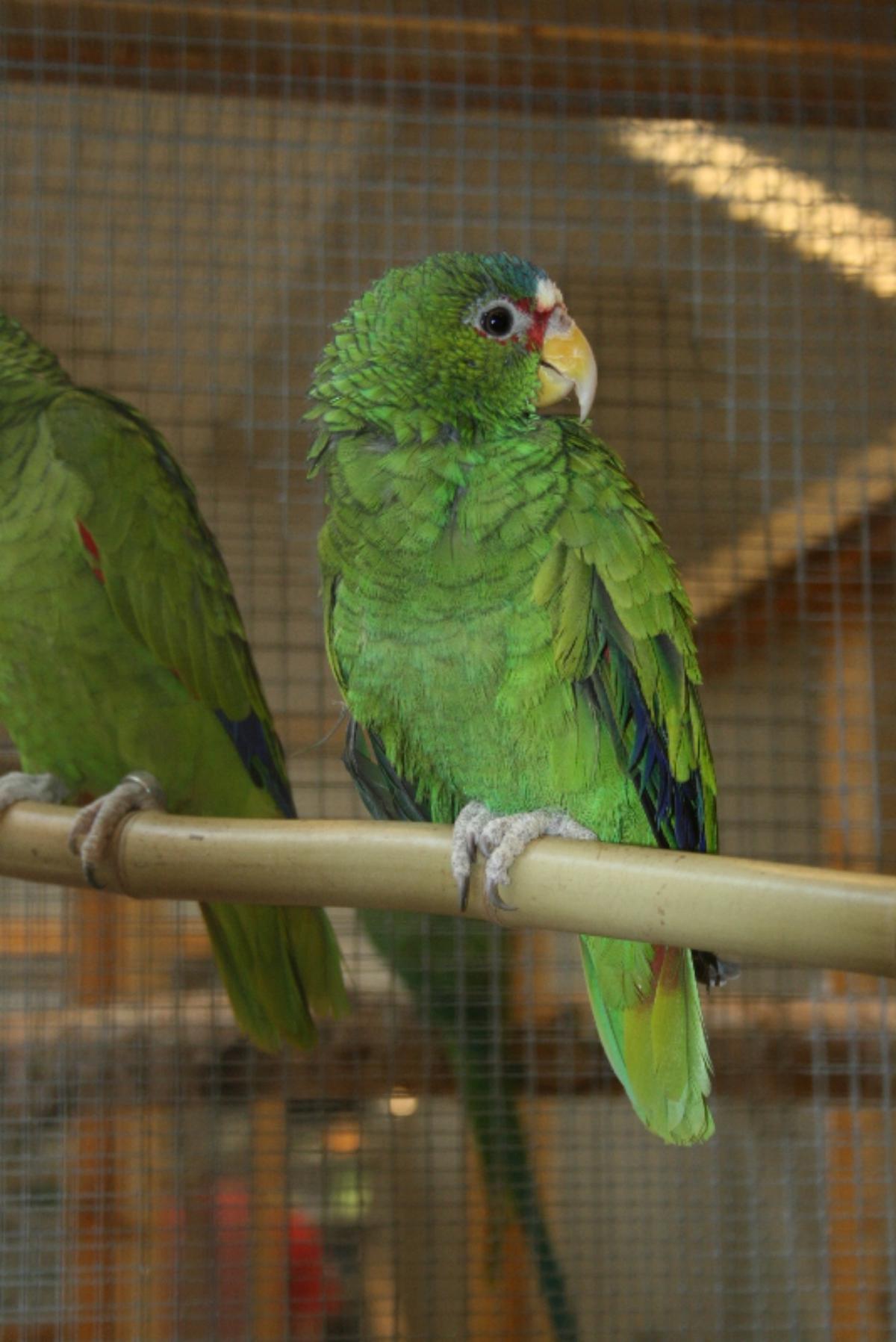 Perroquet Amazone à front blanc, Amazona albifrons nana, COO, Club ornithologique de oberhoffen sur moder