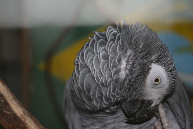 Perroquet gris du gabon, Psittacus erithacus, COO, Club ornithologique de oberhoffen sur moder